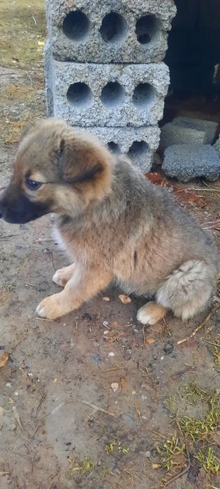 Томпақ сатылады жақсы күшік