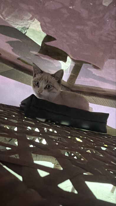 Кошка мальчик Милый, быстро привыкает к людям