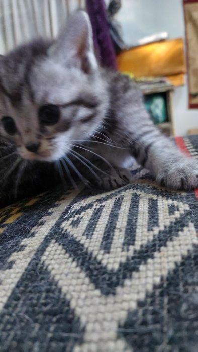 Британские котята.г. Шымкент