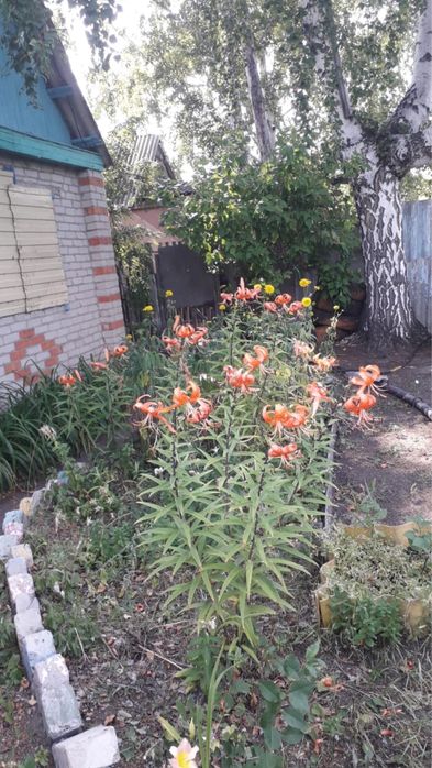 дача со мелиоратор