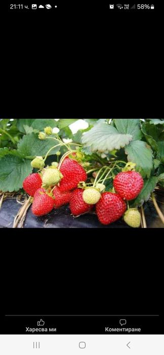 Продавам Разсад ягоди и малини