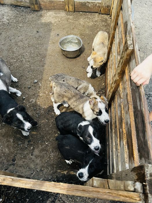 Продам щенков Алабаев мальчики и девочки