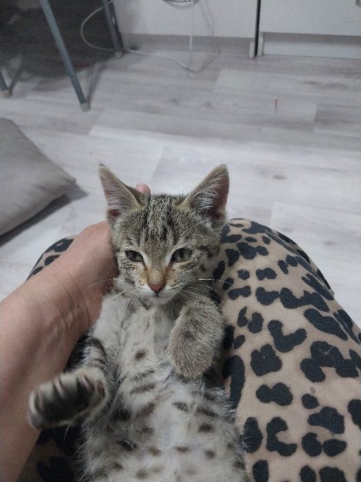 Отдам котёнка в добрые руки