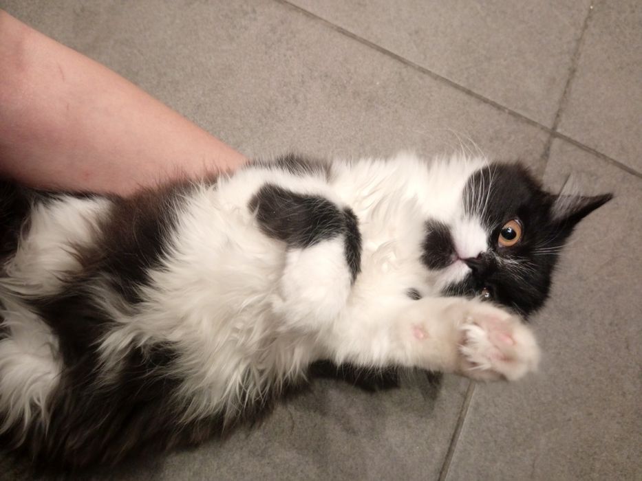 котенок девочка.