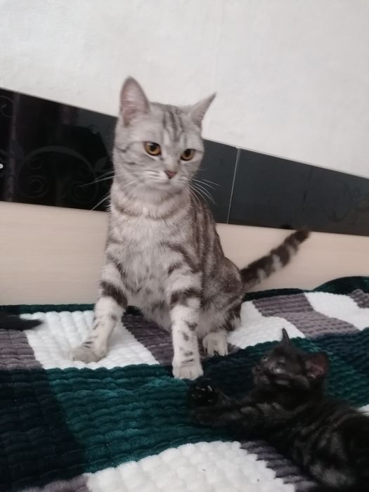 Британские котята в добрые руки.