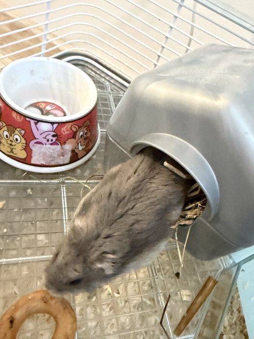 Donez hamster, fără cușcă