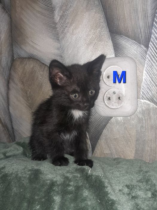 Котята хорошенькие