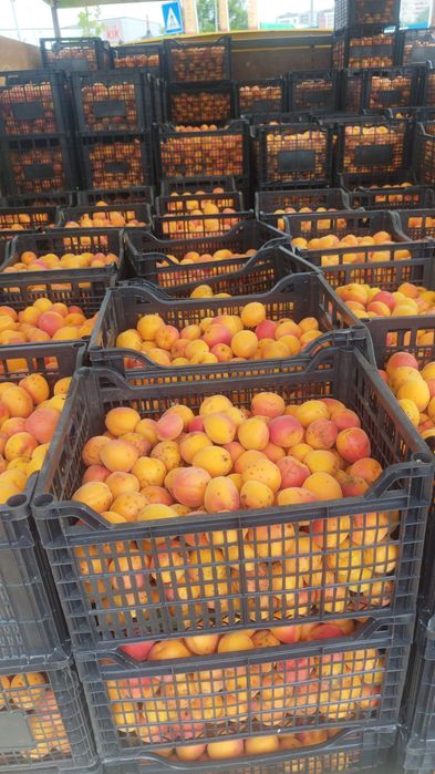 Vând caise pentru țuică distribuim în toată țara