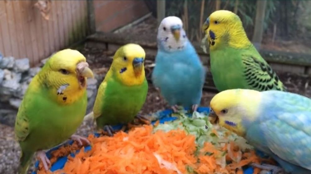 Зоомагазин Золотая рыбка продаёт оптом волнистые попугаи