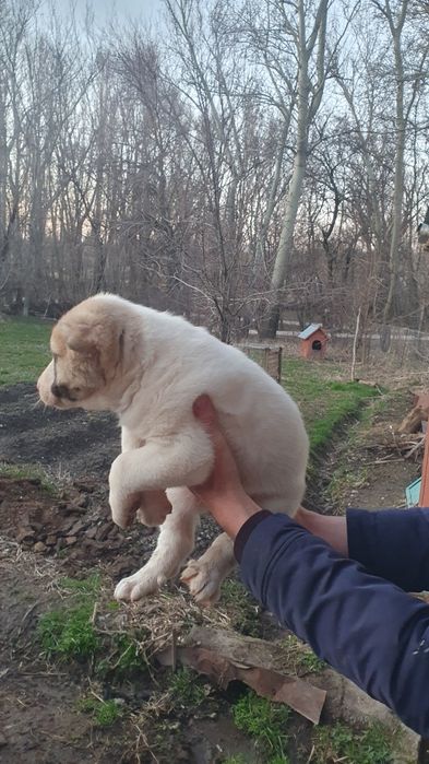 Щенки кабели крупные