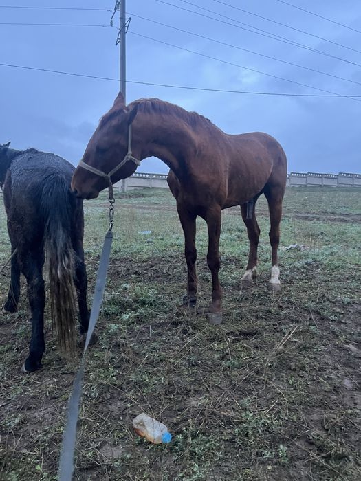Лошади/донен сатылады