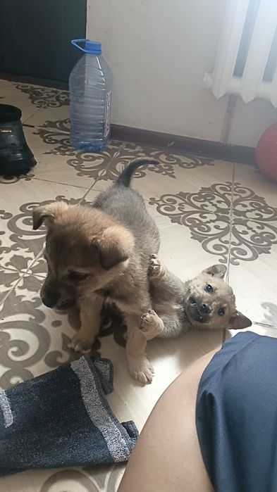 Срочно щенята ищут дом