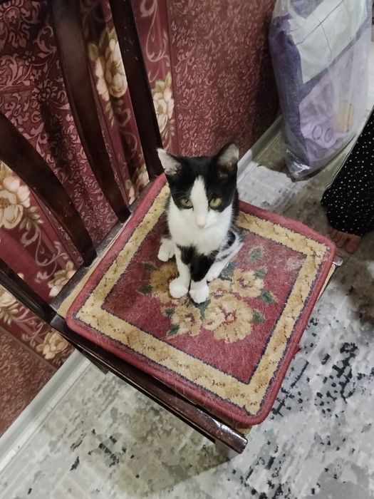 отдам кота в хорошие ручки