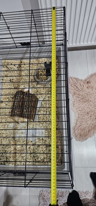 Porcusor de guineea