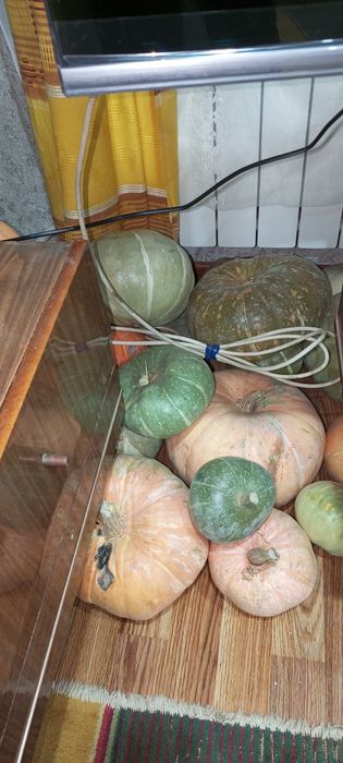 Тыква урожай 2025.