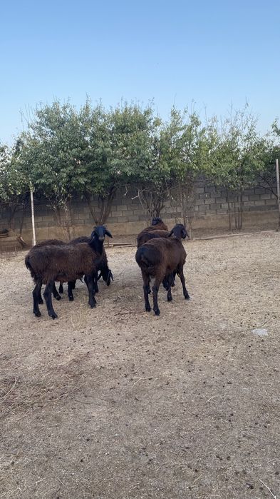 Тоқты қошқарлар сатылады!