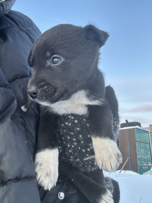 Щенки помесь алабай