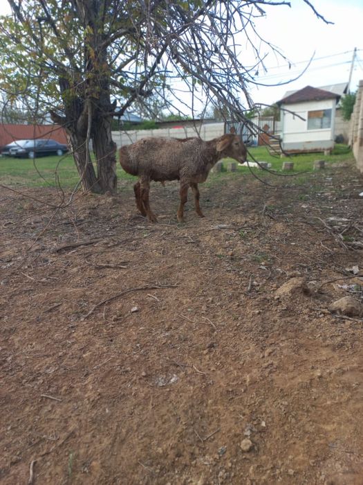 Қошқар сатыладыы Арашан