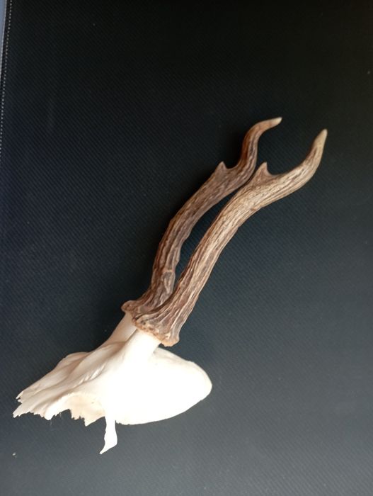 Симетрични рога от сръндак