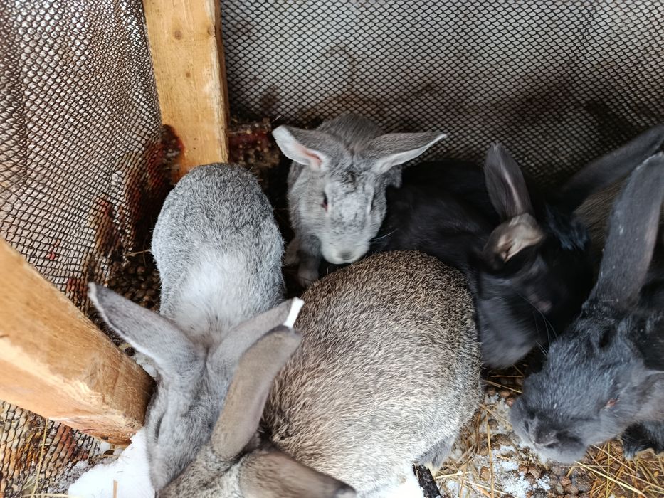 Продам кроликов!