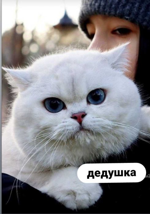 Продаются котята шотландской вислоухой породы (окрас «шиншилла»)!