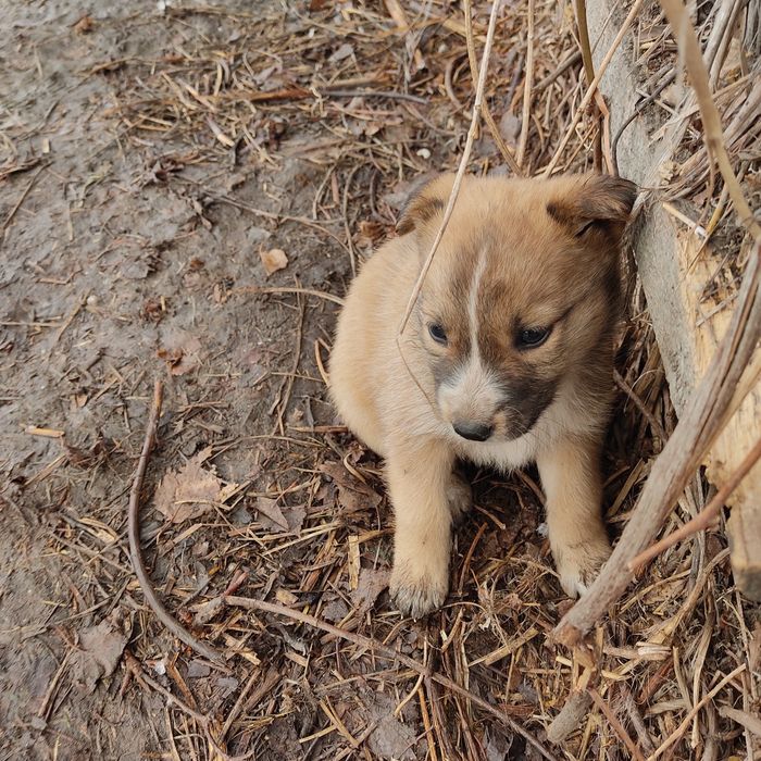 Щенки бесплатно.