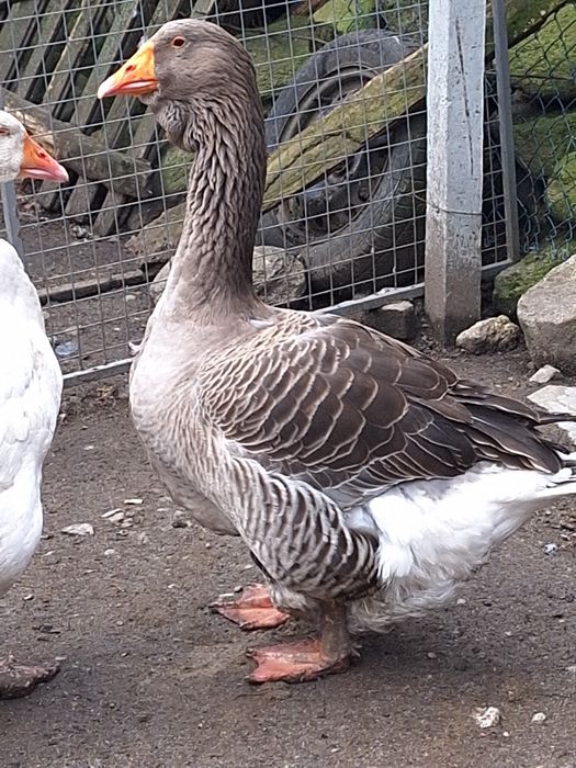 тулузка гъска (мъжки)