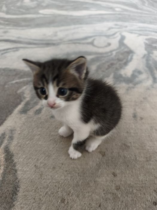 Отдам котенка в добрые руки