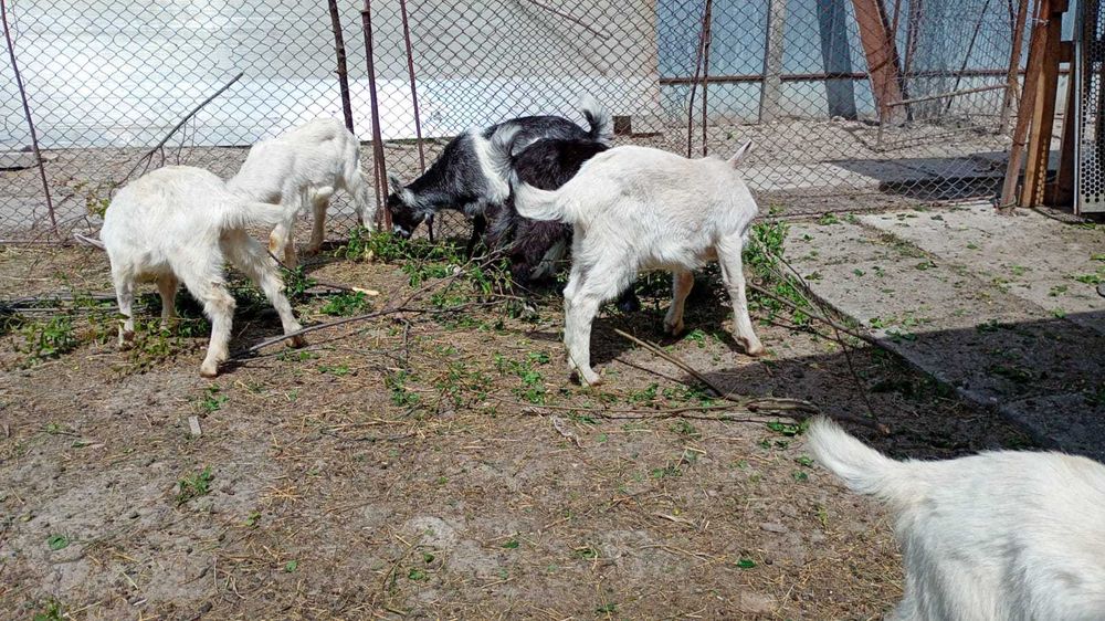 Iezi de vanzare ,4 bucati in Lugoj (2 masculi si 2 femele)