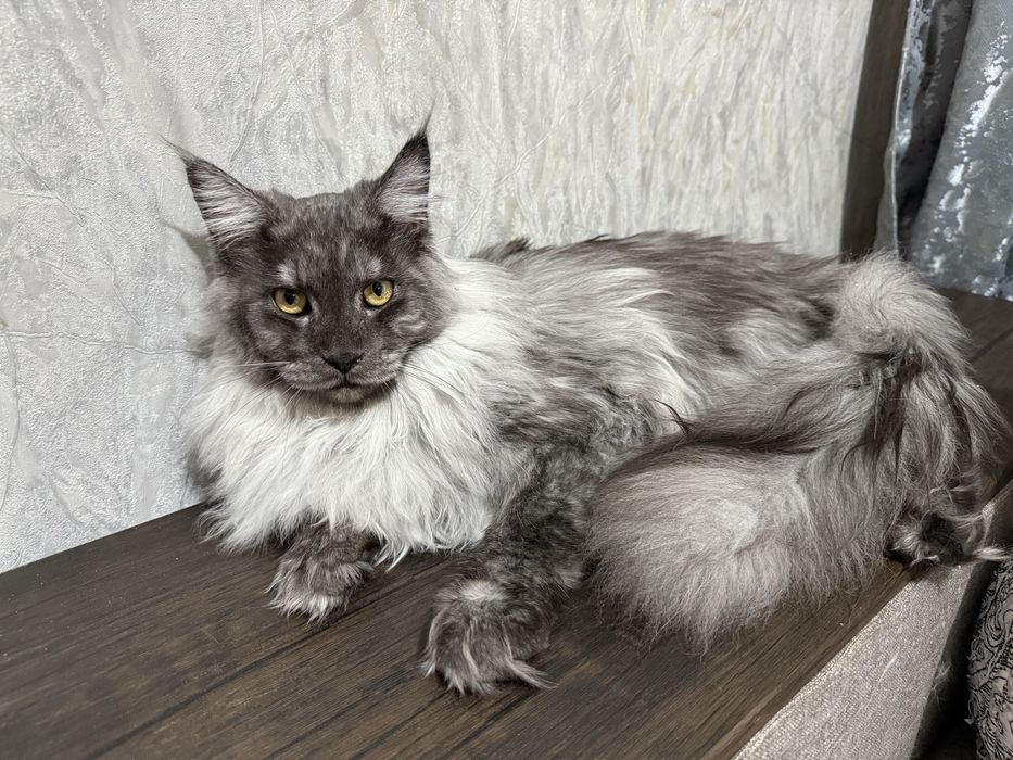 Котенок породы Мейн-кун