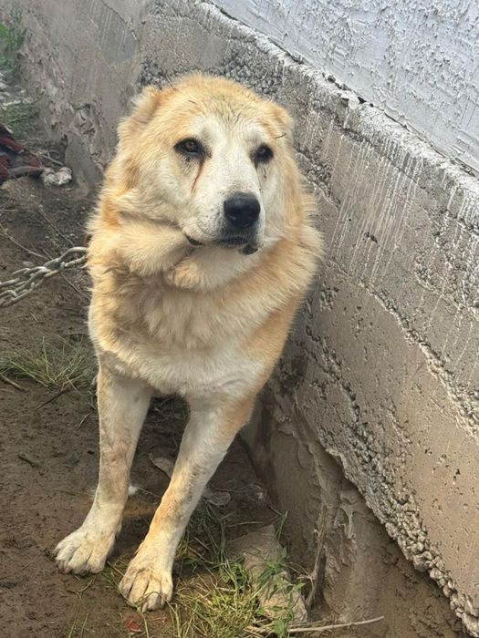 Продам кобель алабая