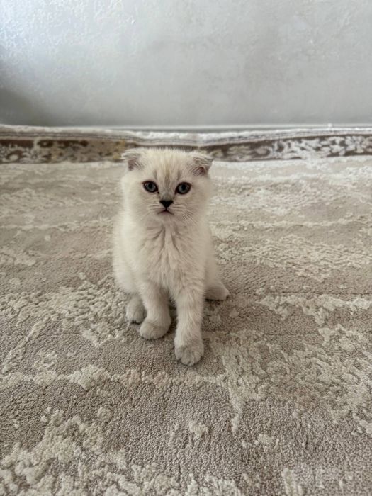 Скотиш Фолд котята