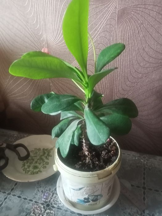 Вечно цветущий молочай