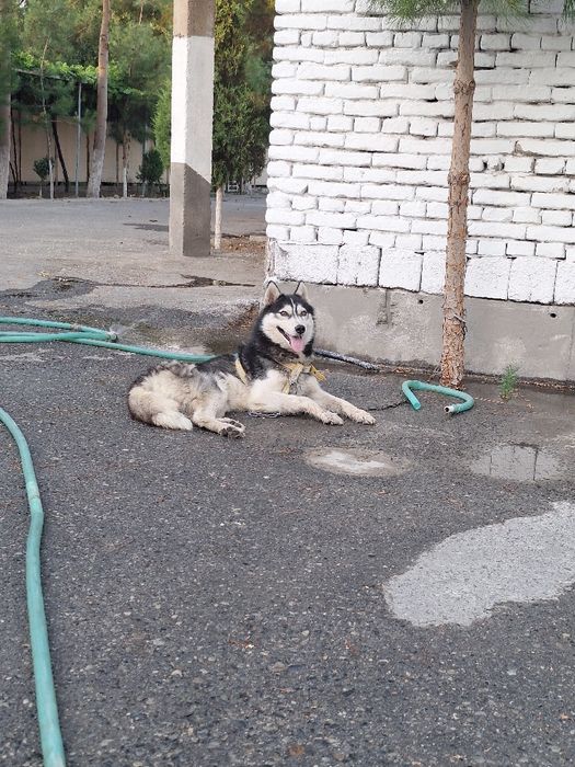 #sotiladi хаски 6 ойлик эркак соглом