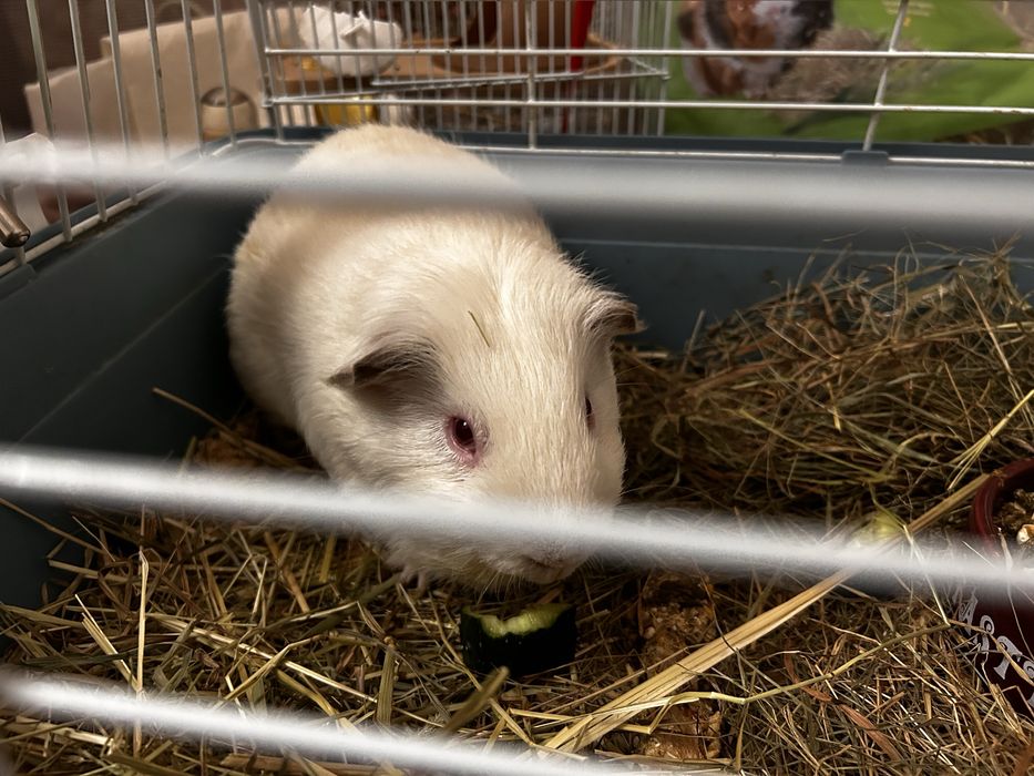 Продам морских свинок