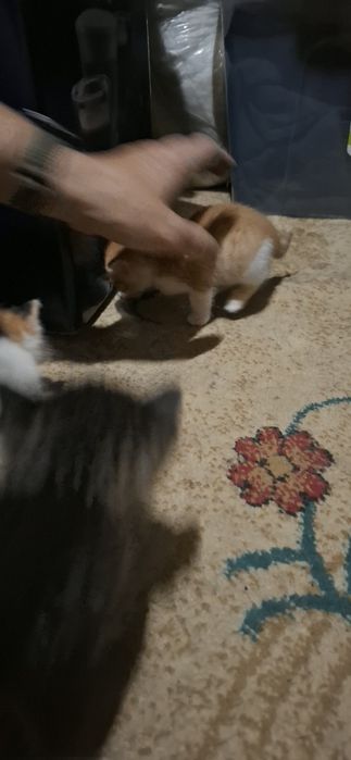 Отдам бесплатно котят
