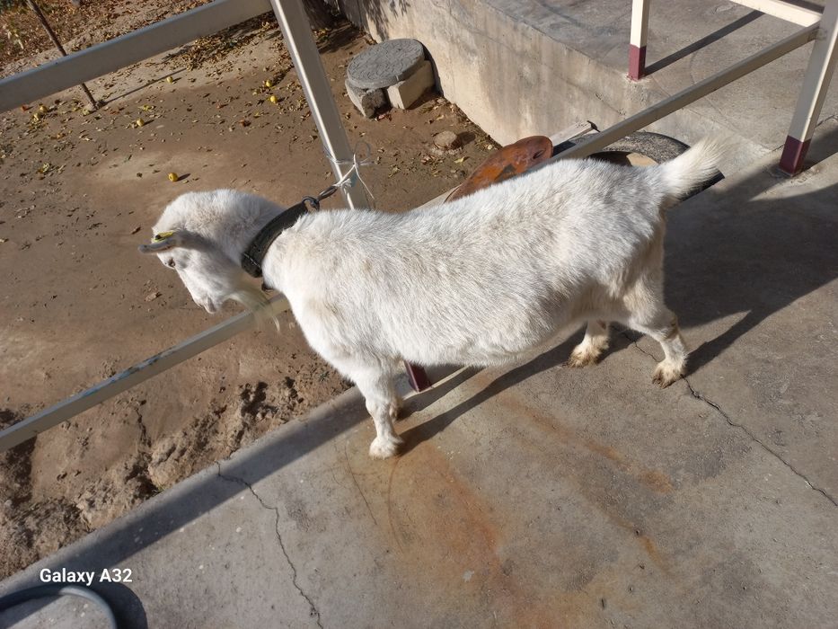 Орыс ешкы сатылады занен