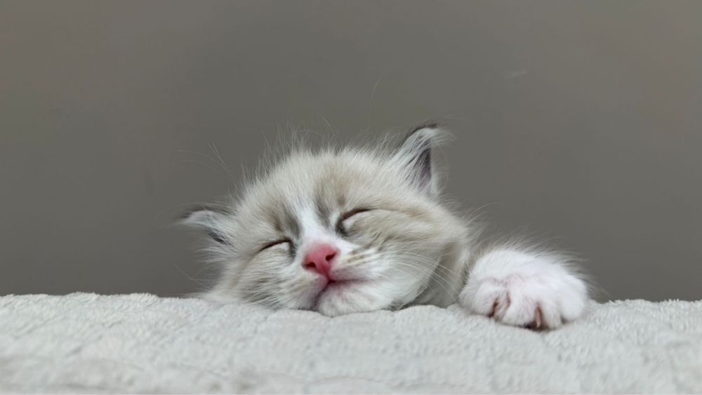 Котенок Рэгдолл 2 месяца мальчик