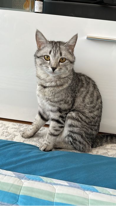 Кошка с котятами