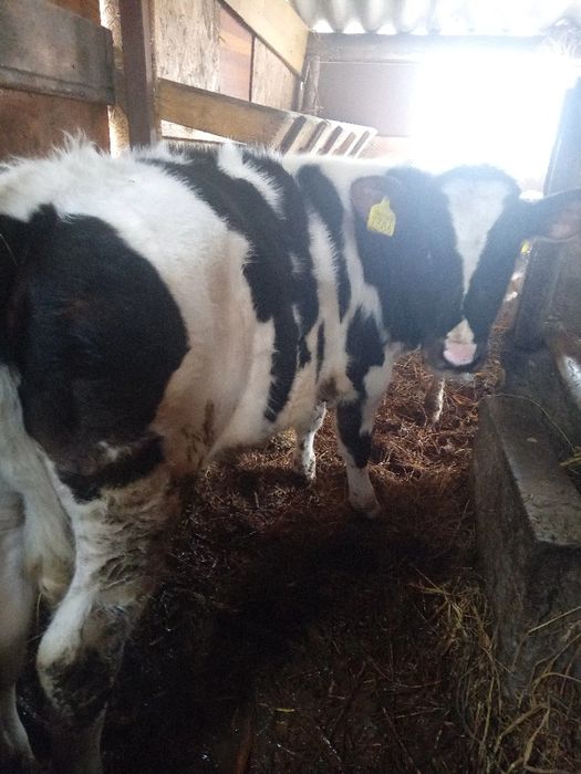 De vânzare 2 vitele