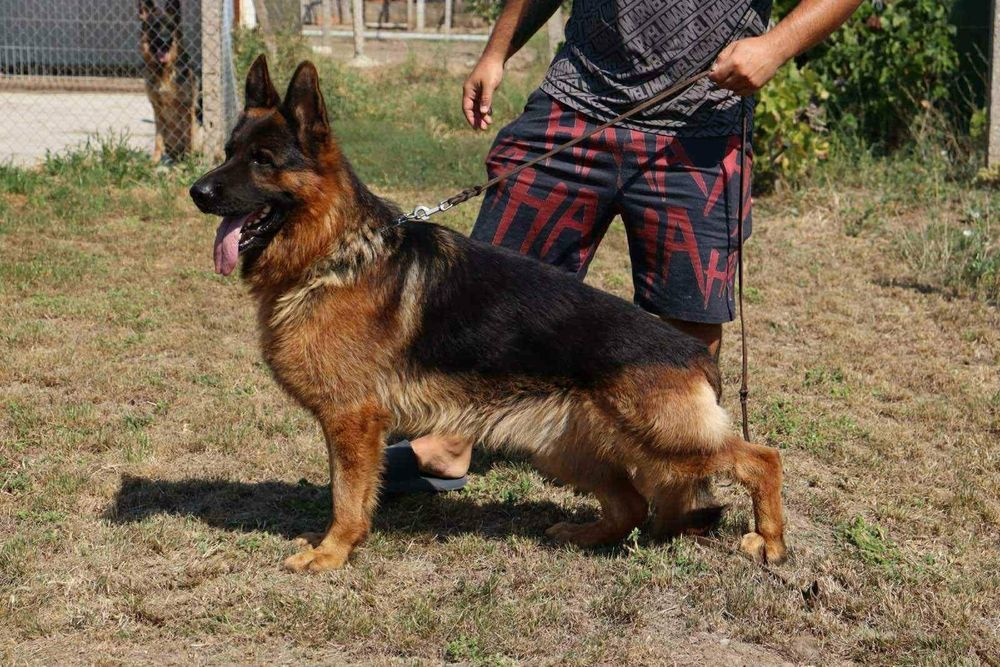 Малки немски овчарки