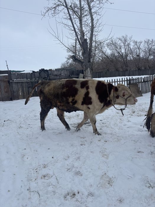 Продам быков с откорма