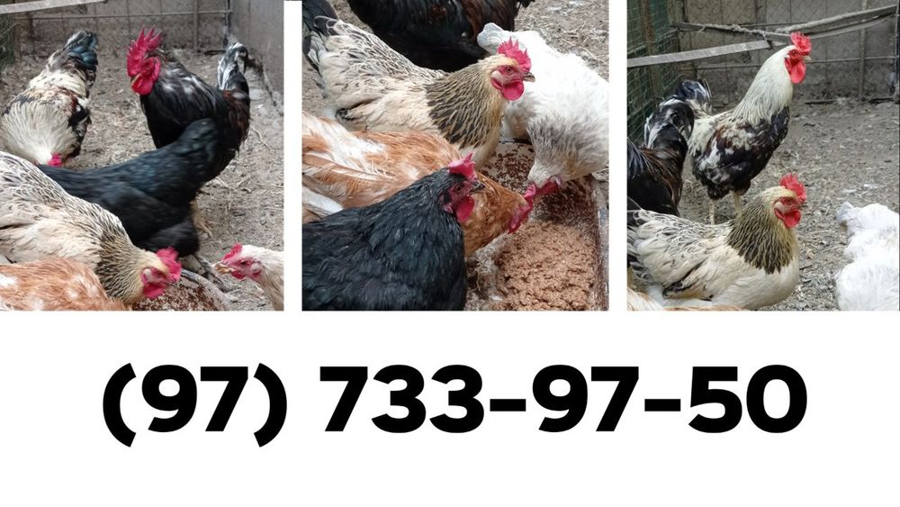 Xo'roz va tovuq sotiladi