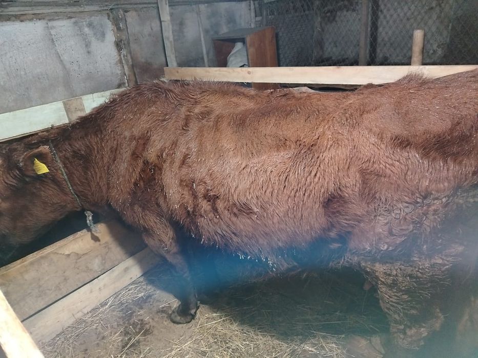 Продам корову яловая