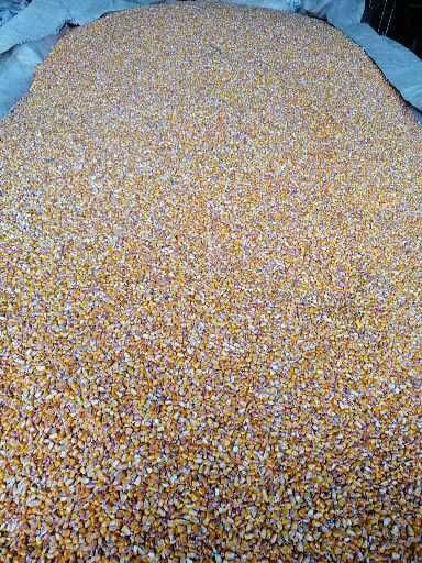 Vând porumb în cantități mari și mici