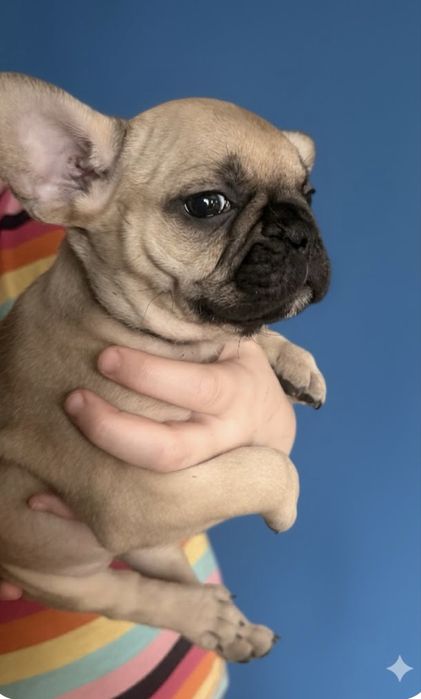 Девочки француженки