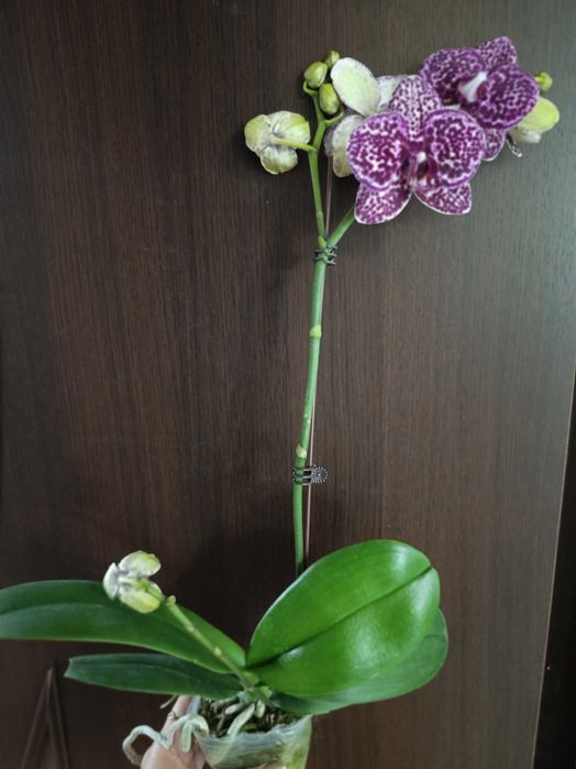 Орхидея фаленопсис Дикий кот
