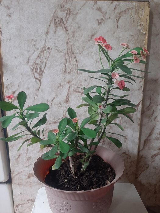 Уй гүлдерін сатамын