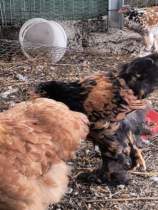 Brahma porțelan și gold laced