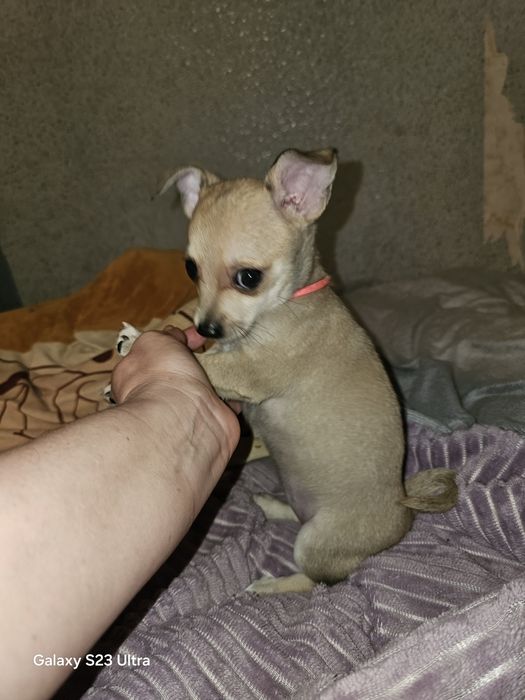 Девчушка чихуахуа стандарт